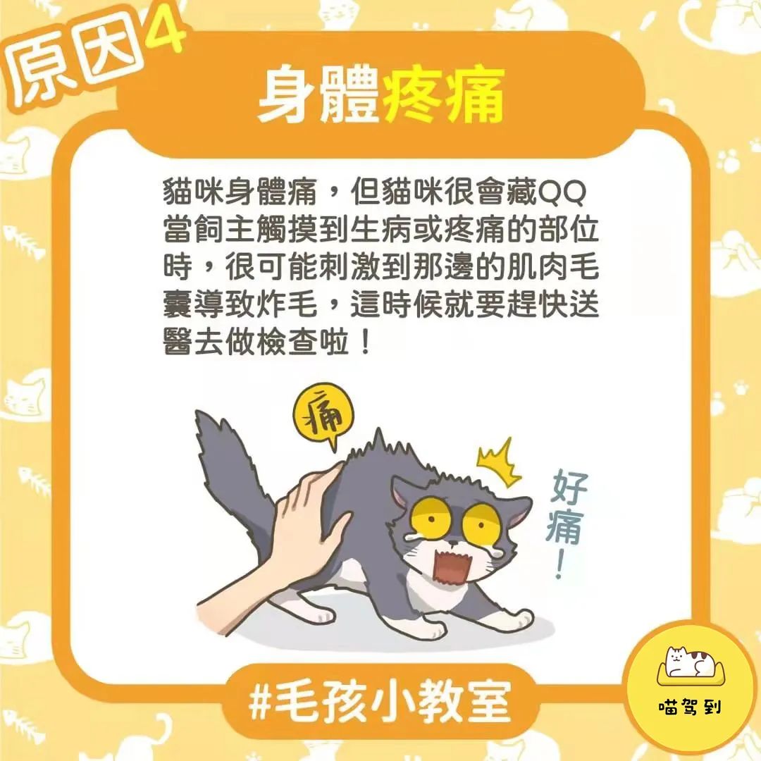 猫咪炸毛就一定是生气了吗？