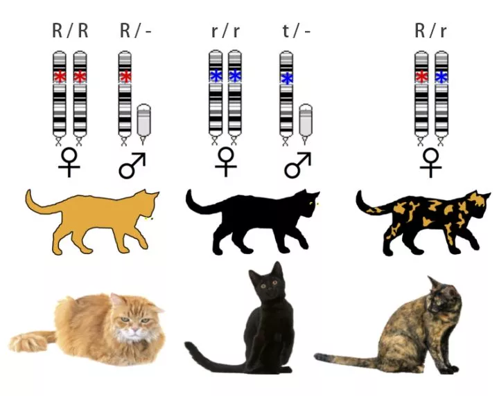 猫咪毛色的基因密码