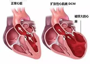 猫咪缺乏会牛磺酸会怎么样？缺乏牛磺酸危害猫咪视力、肠胃、心脏、繁殖、发育等