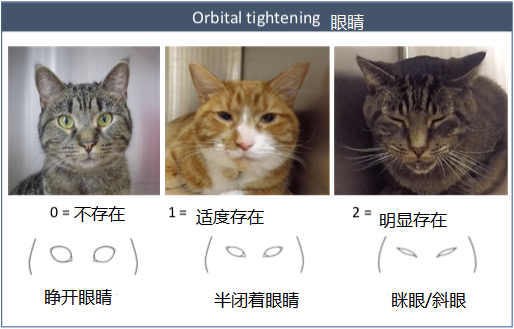 猫咪为什么经常眯着眼睛？