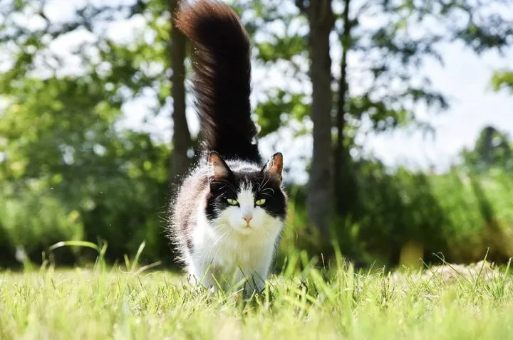 中华田园猫之黑白花猫（奶牛猫）品种介绍