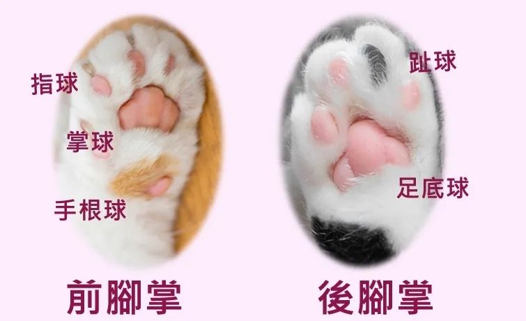 猫咪百科之8个关于猫爪子的冷知识