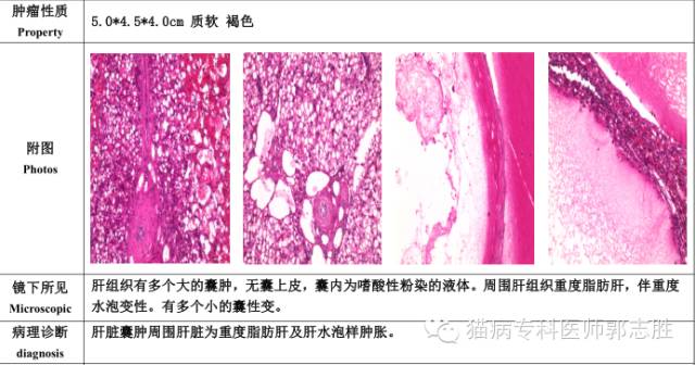 猫咪空洞性肝损伤之肝囊肿的症状及治疗