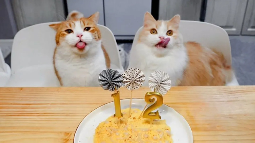 如何给猫咪过生日？猫咪能吃生日蛋糕吗？