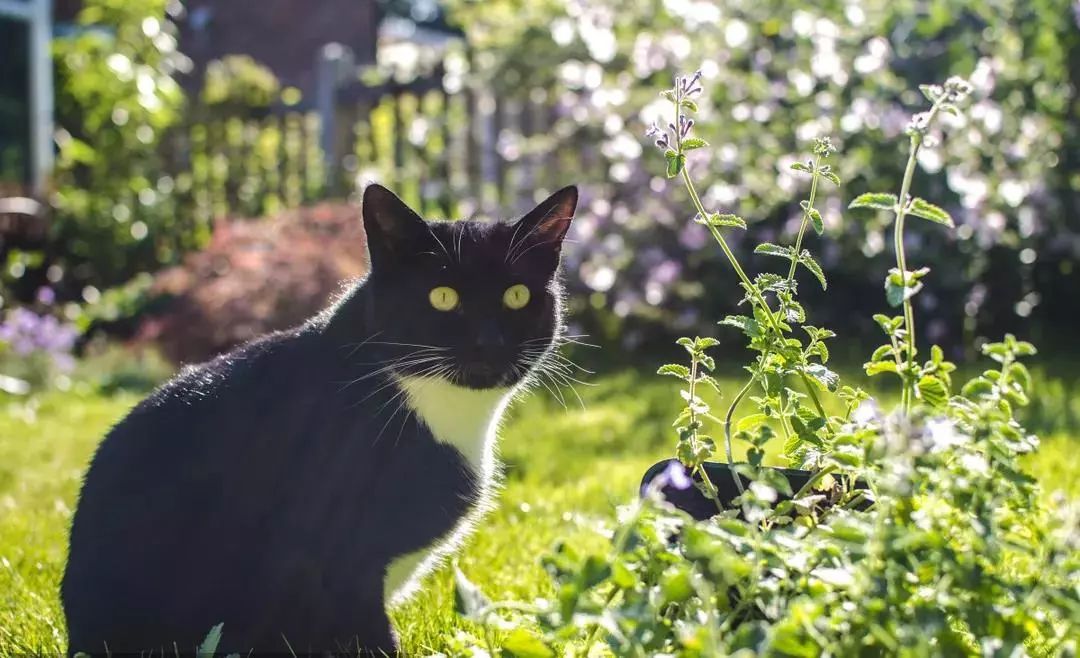 猫薄荷应该怎么给猫咪使用？