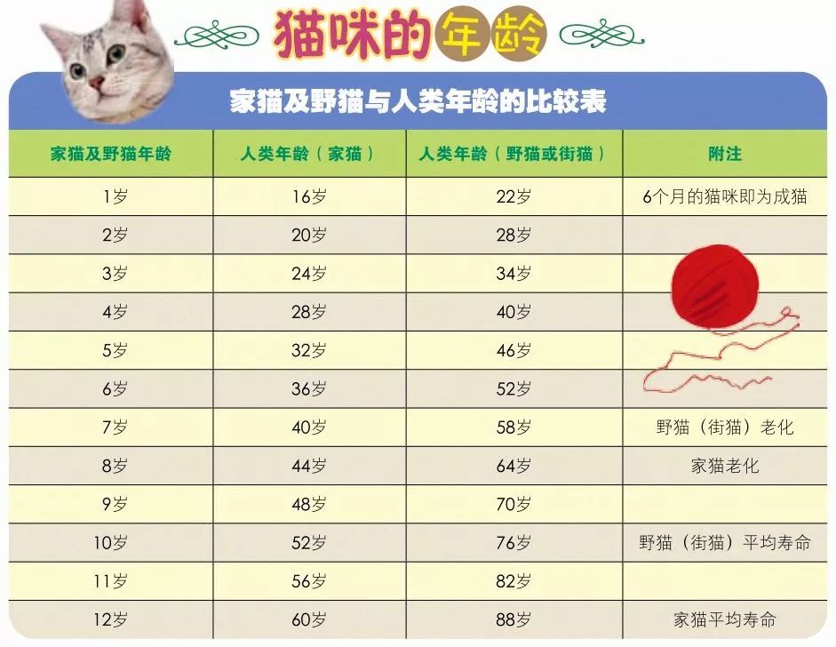 第一次养猫时，你都闹过哪些笑话？