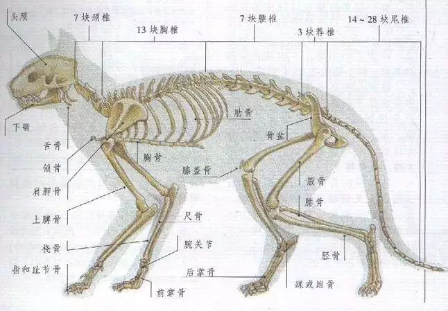 猫咪为什么经常将自己的身体拉得很长？