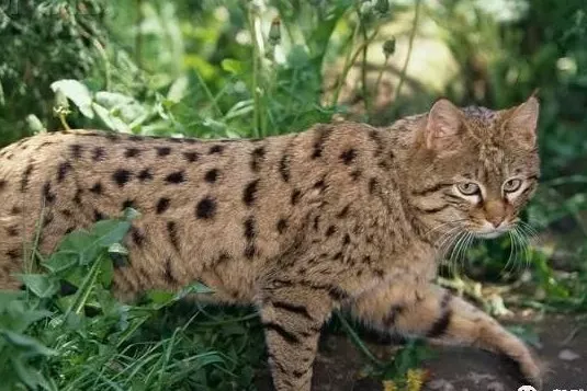 猫咪品种大全之草原斑猫简介