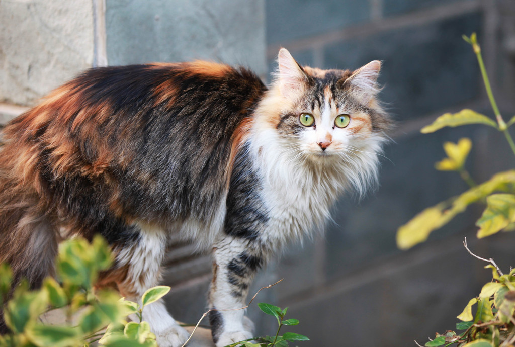 为什么野猫不能抱回家养？