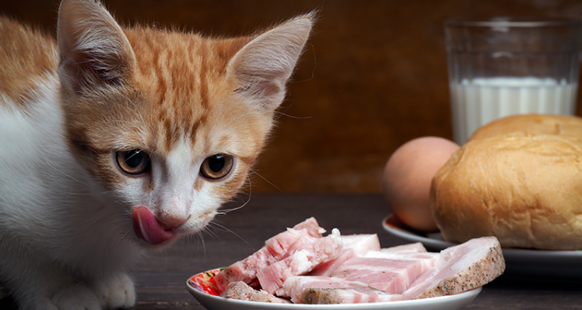 猫咪爱挑食怎么办？六招解决猫咪挑食问题