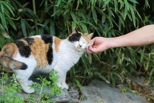 关于三花猫的知识，你需要了解这些