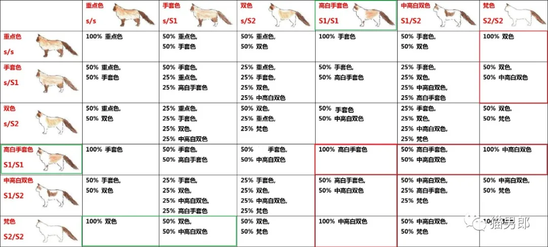 布偶猫最好的花色不是双色，而是高白手套色