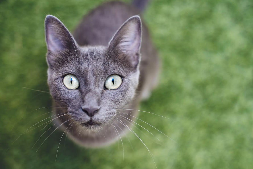 0个有着大大眼睛的猫咪品种"