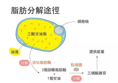 猫粮蛋白质高就是好猫粮吗？（猫咪不可缺少的五大营养素）