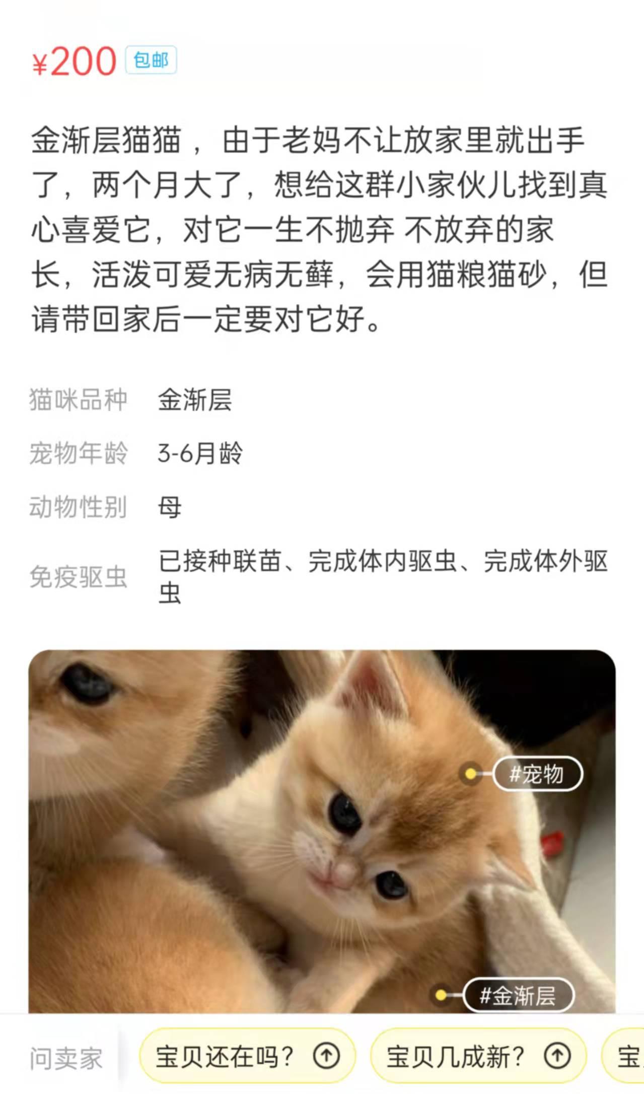 闲鱼上卖猫的套路都有哪些？（能不能在咸鱼上买猫？）