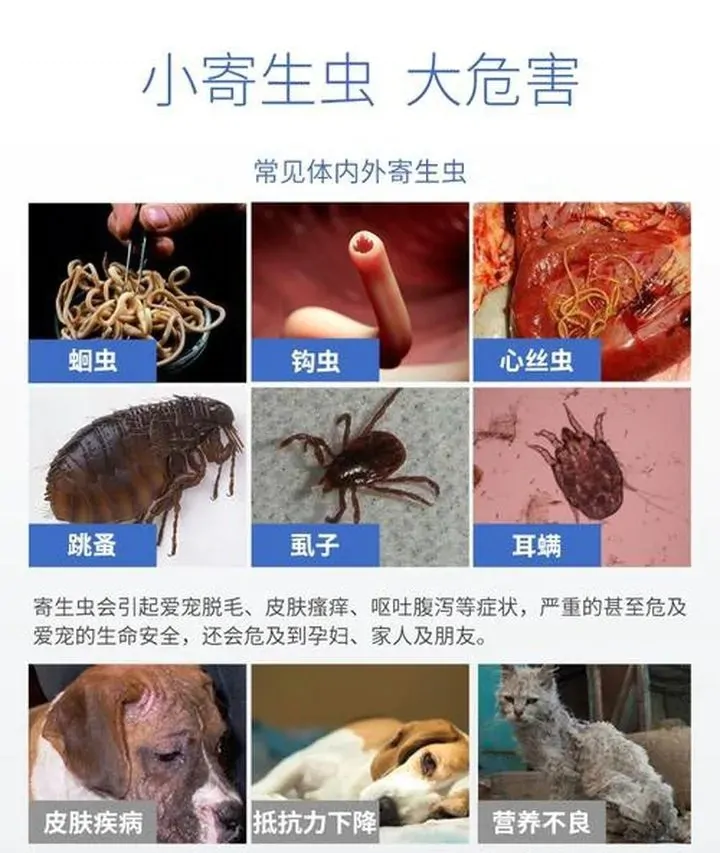 如何给猫咪做体内外驱虫？