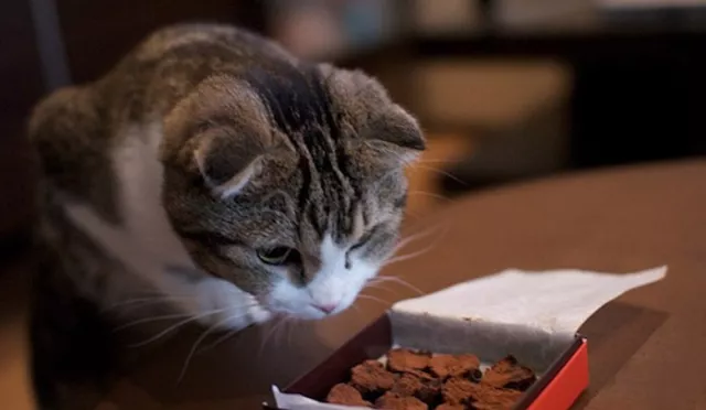 对猫咪健康最不好的7种食物，牛奶第一，巧克力竟然排前三