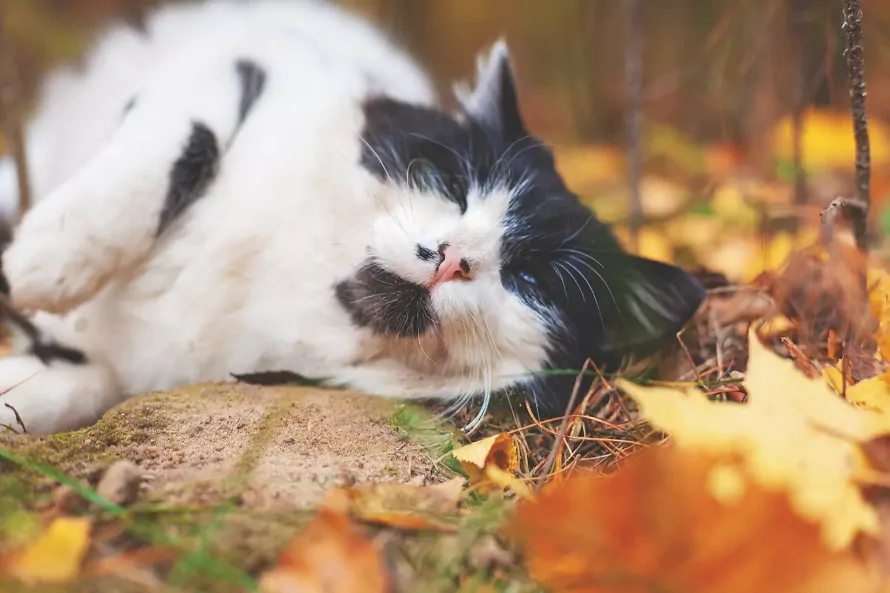 种全身都是黑白色的猫咪品种"