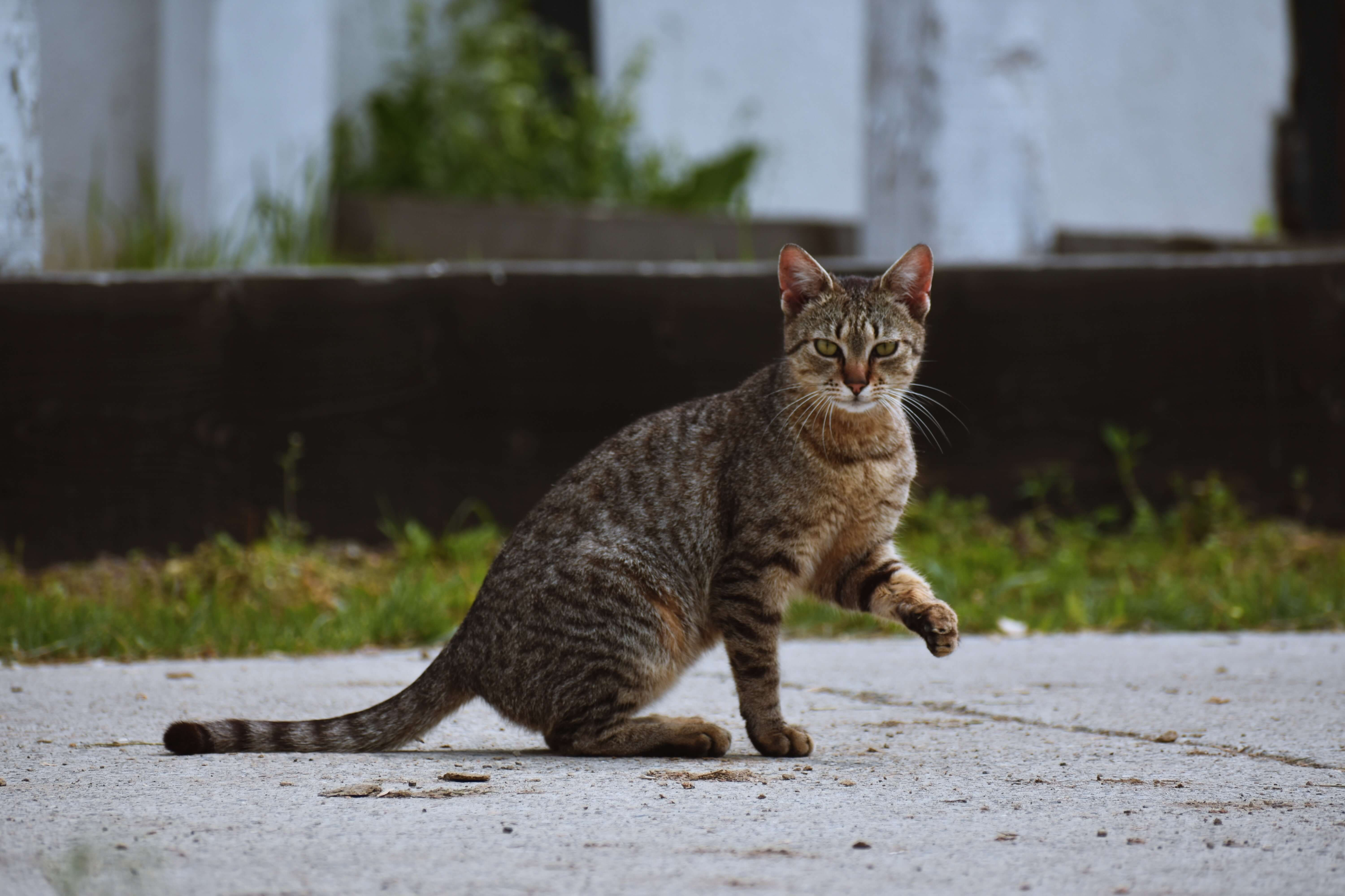 猫咪品种介绍大全，看看你最适合养什么猫咪