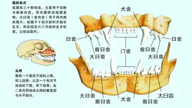 猫咪刷牙的必要性和教学教程