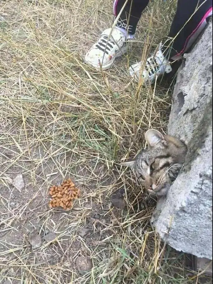 小猫咪钻入楼板洞中卡住头了，消防员成功将其救下