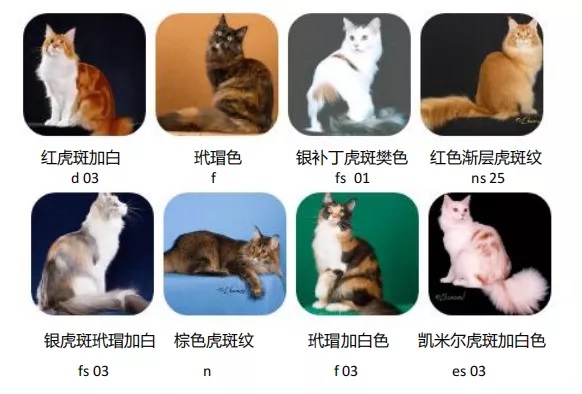 缅因猫的CFA品种标准