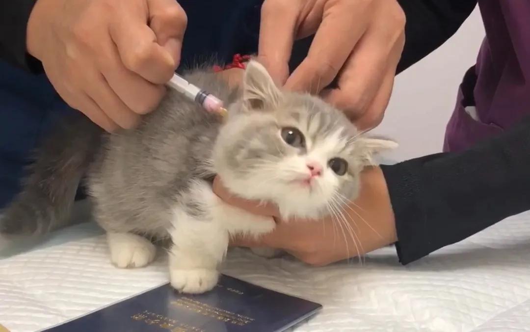 猫咪猫鼻支的症状和治疗