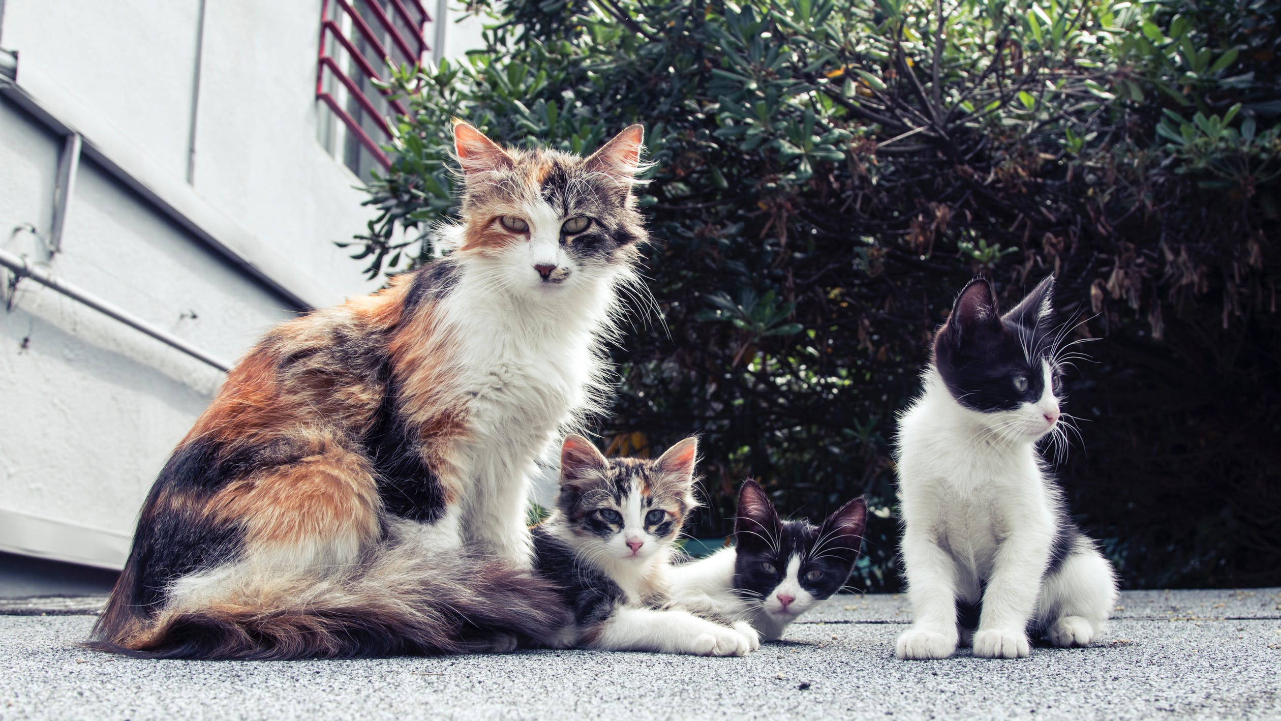 流浪猫和流浪狗，为什么人们更喜欢流浪猫？