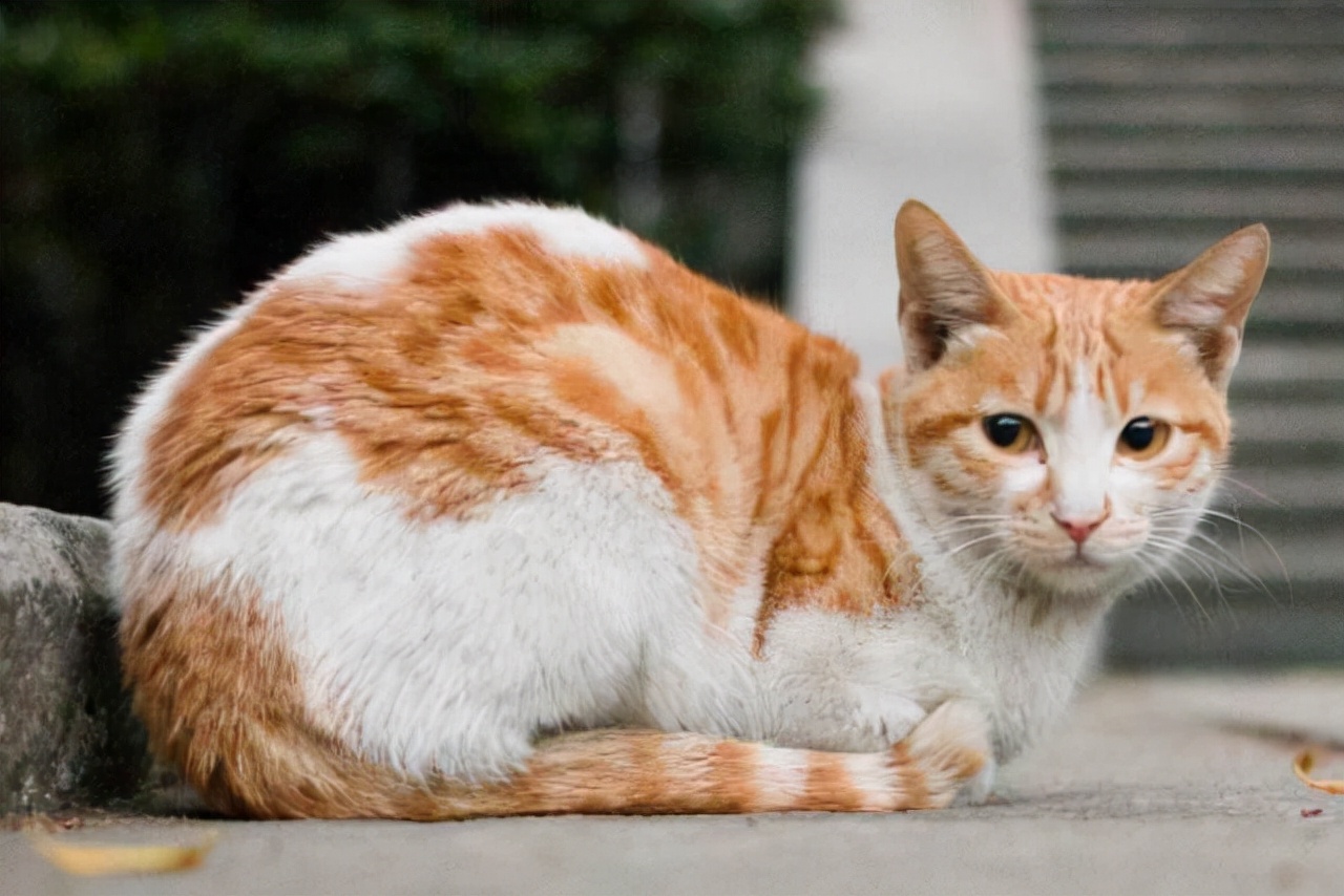 猫咪临死前为何离家出走？