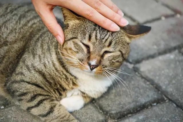 带流浪猫回家必须要注意以下4点