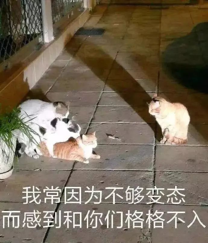 同性猫咪会相爱吗？猫咪会有同性恋吗？