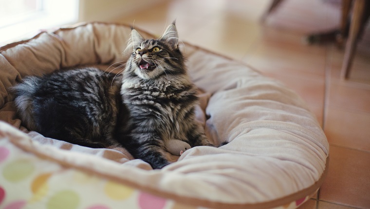 种行为很像狗狗的猫咪品种"