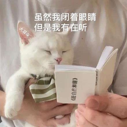 猫咪表情包下载第一期：搞笑猫咪表情包（猫咪奶盖、暹罗猫动态表情包、猫咪老公）