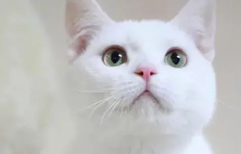 猫咪眨眼睛是什么意思？（猫咪用眨眼睛表达爱意）