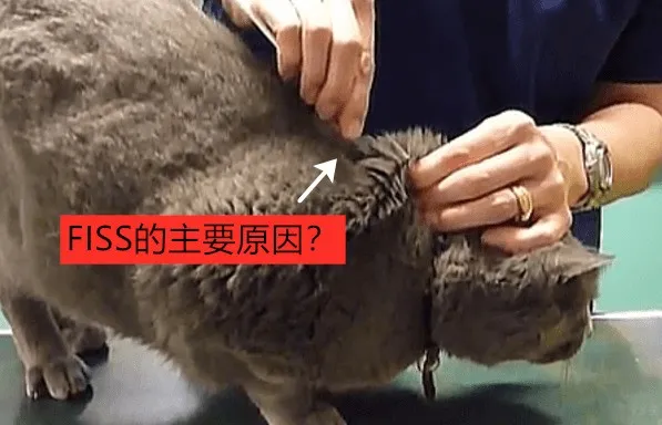 猫咪注射部位肉瘤（FISS）的症状、病因及治疗