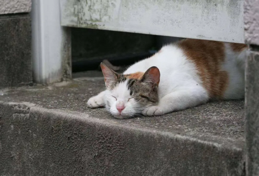 与流浪猫相处有哪些诀窍？