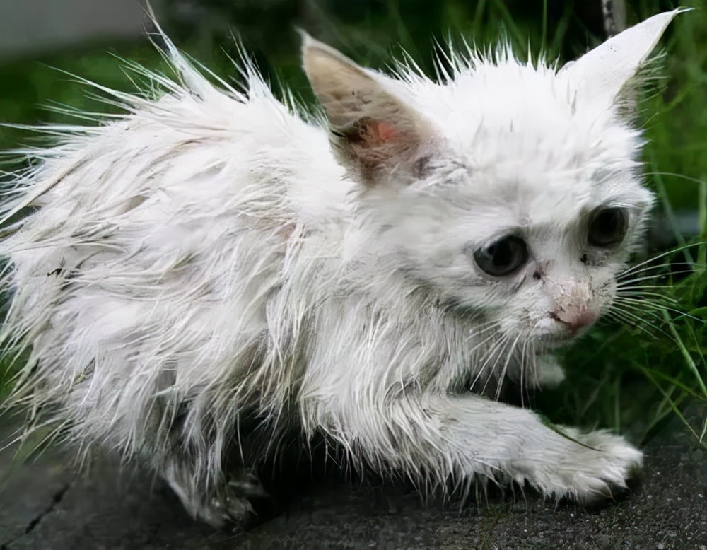 猫咪故事：那些冻死在冬天里的流浪猫