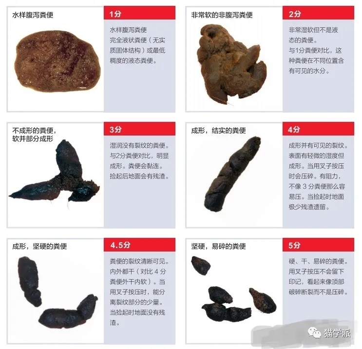 如何选购一款好猫粮？