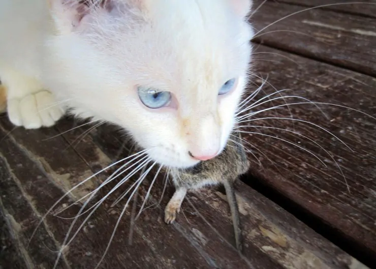 得了糖尿病的猫咪该怎么喂食？