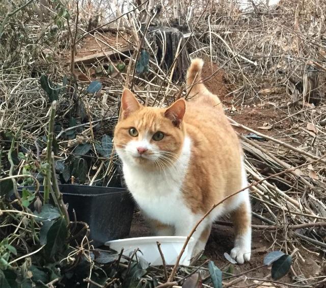 流浪猫值得养吗？领养一只流浪猫需要做哪些准备？