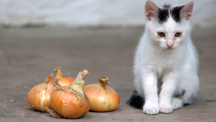 猫咪能吃洋葱吗？洋葱对猫咪安全吗？