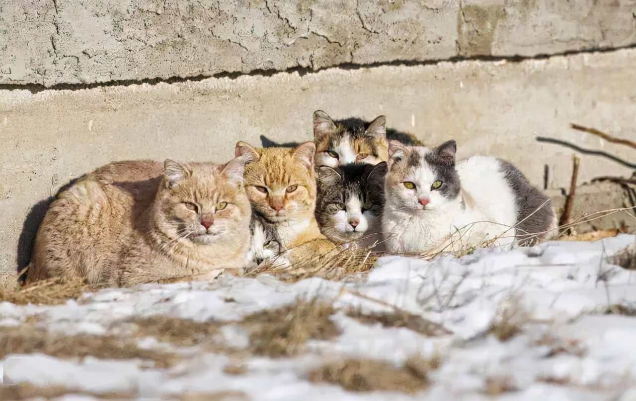 猫咪故事：那些冻死在冬天里的流浪猫