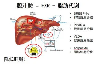 猫咪缺乏会牛磺酸会怎么样？缺乏牛磺酸危害猫咪视力、肠胃、心脏、繁殖、发育等