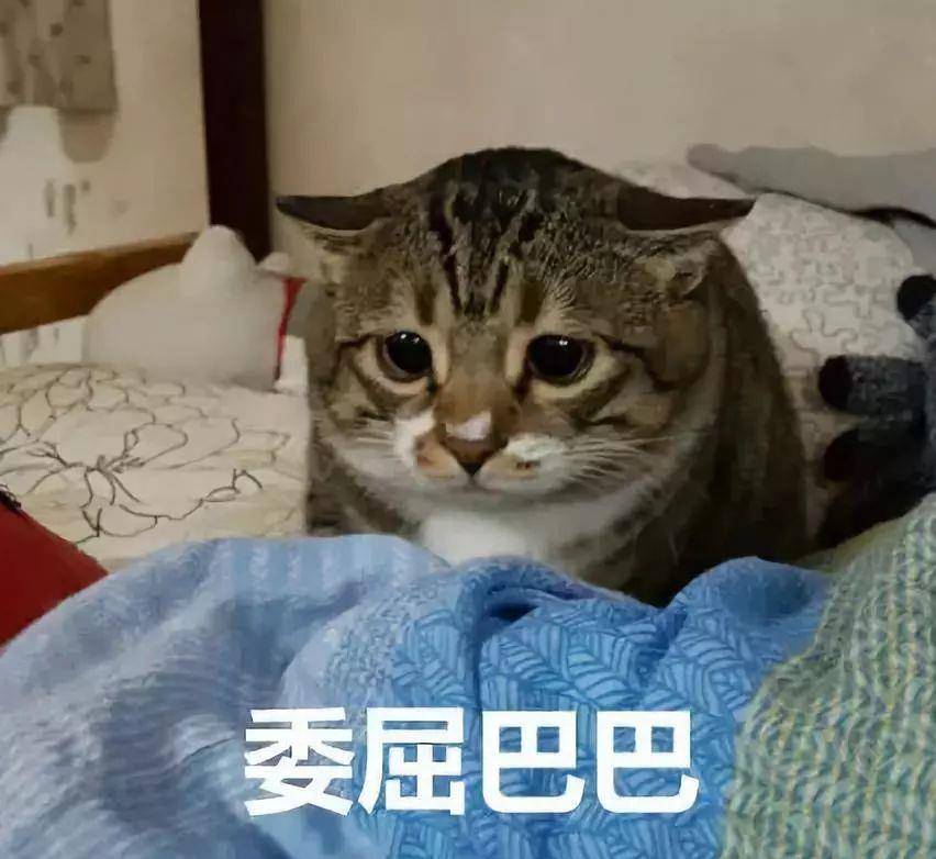 猫咪出现飞机耳，是什么意思？