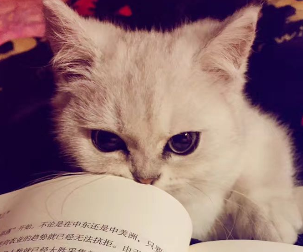 猫咪为什么会攻击人？