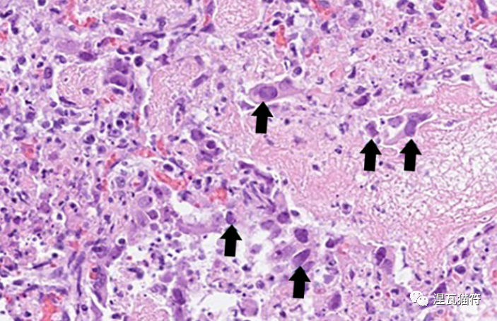 猫咪感染猫疱疹病毒的症状、诊断、检查以及治疗