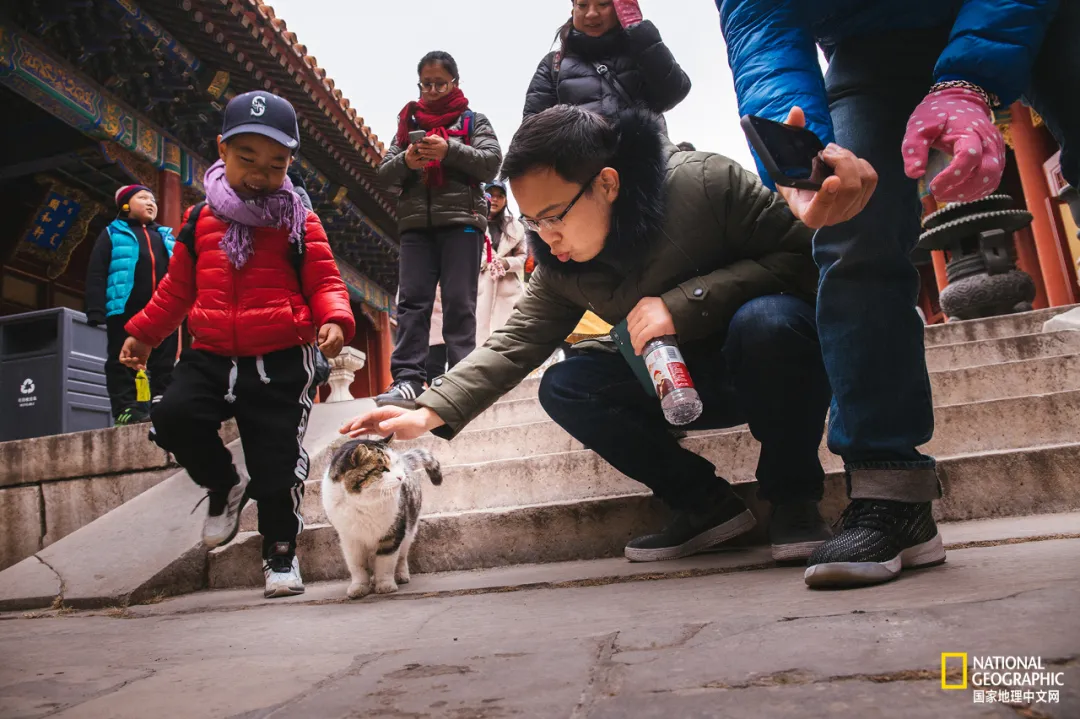 故宫的猫，比雪好看太多了