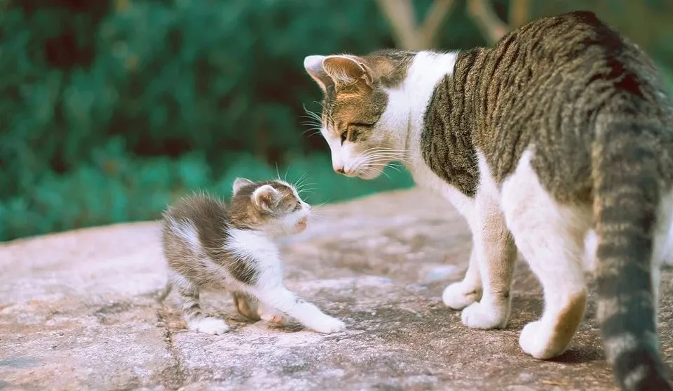 人为什么会变成猫奴？