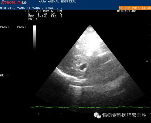 猫先天性心包疾病腹膜心包囊横隔疝（PPDH）的症状及治疗