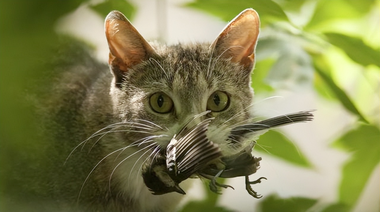 那些喂食流浪猫的人，到底是什么样的人？